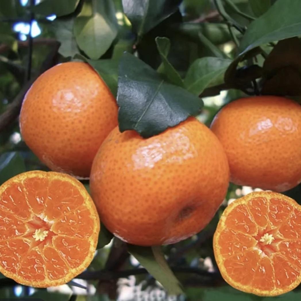 雪束珍果树苗木专卖店