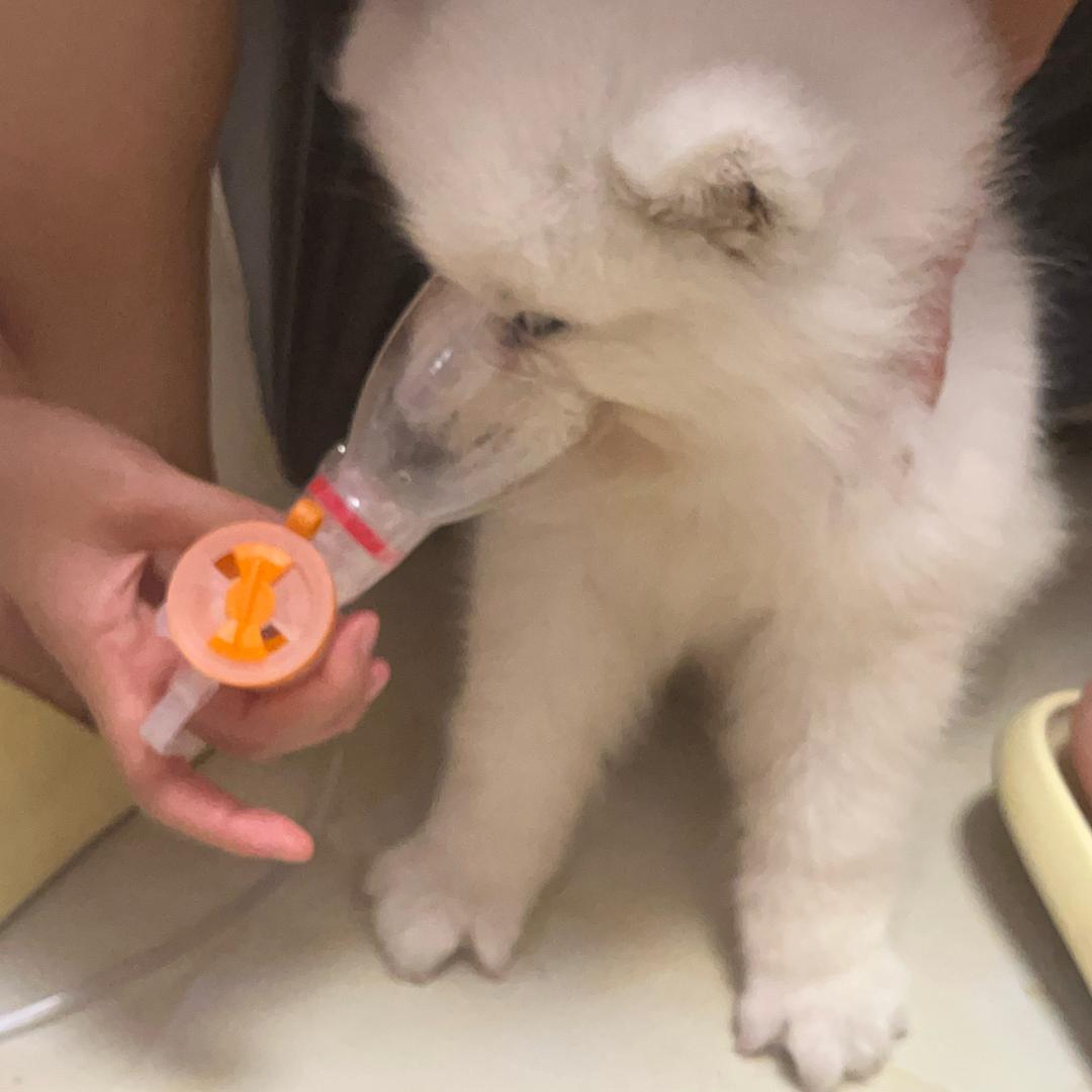 兜风🐶