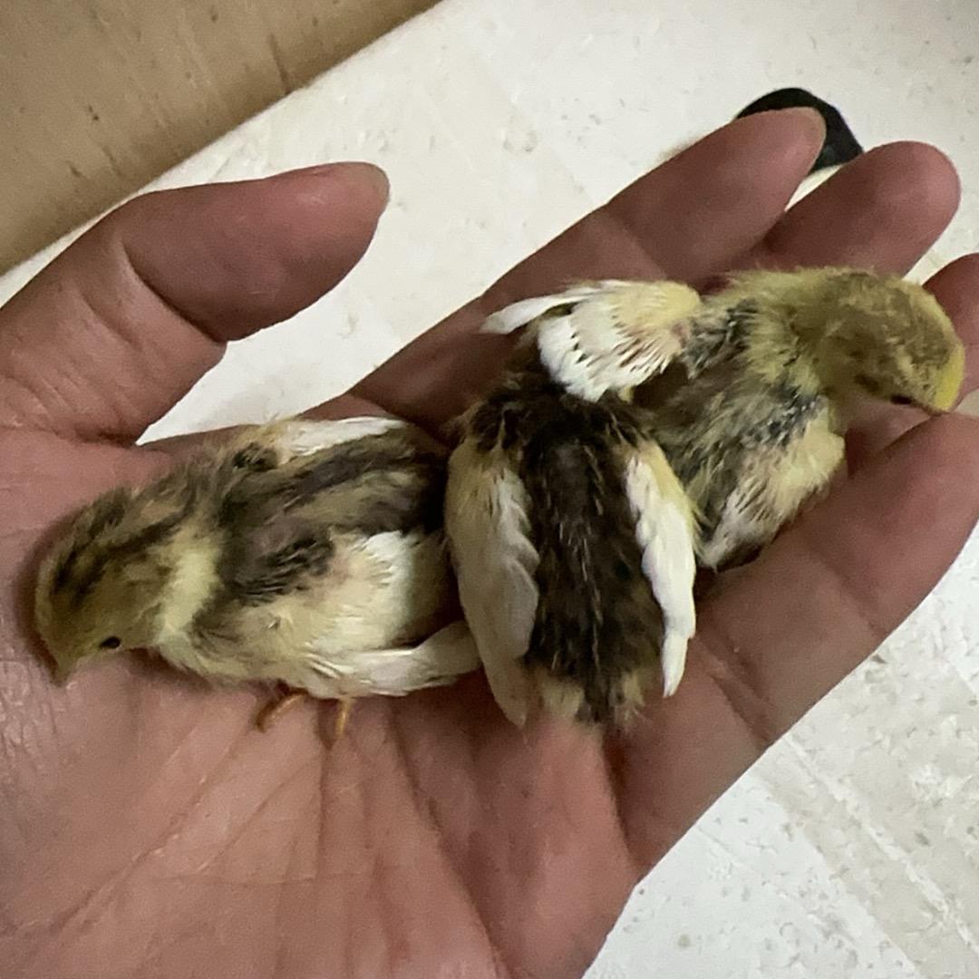 @俊仔家的芦丁鸡🐔
