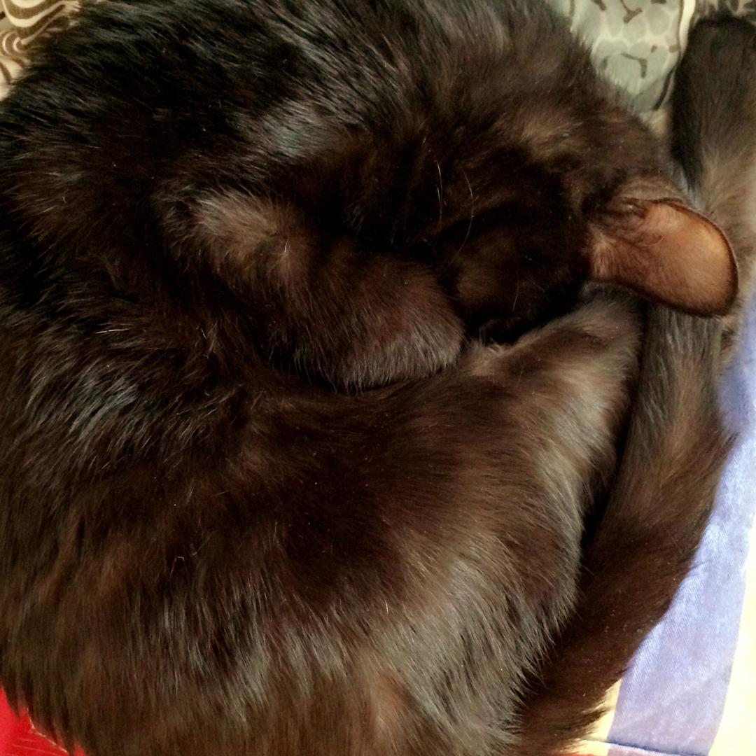 符茗跃豆豆直播号