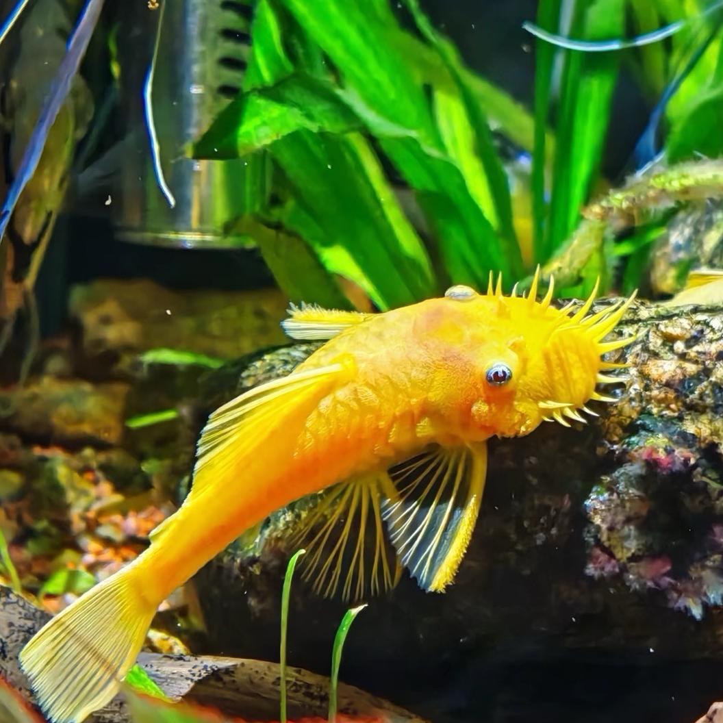 鑫鑫观赏鱼渔场