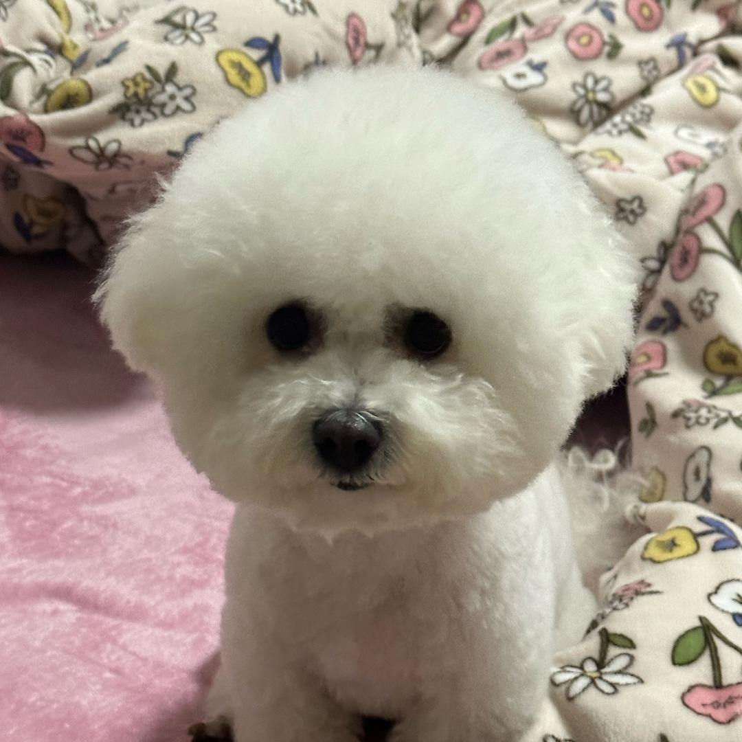 佩奇优选宠物零食店