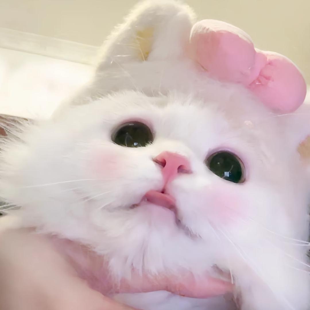 薛定谔的猫-