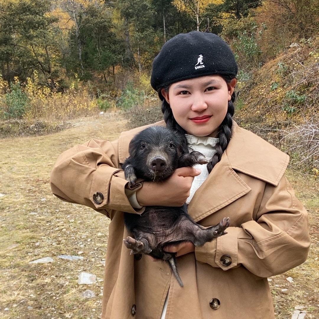 慧敏家的藏香猪