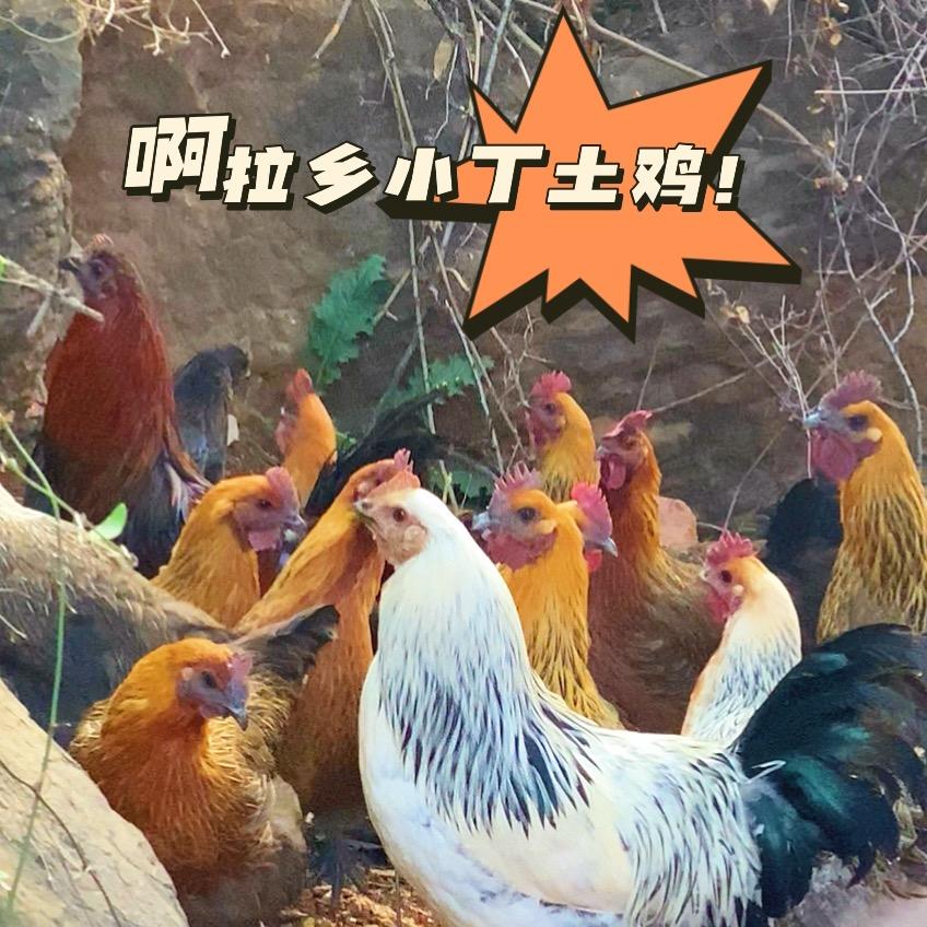 云南农家散养土鸡