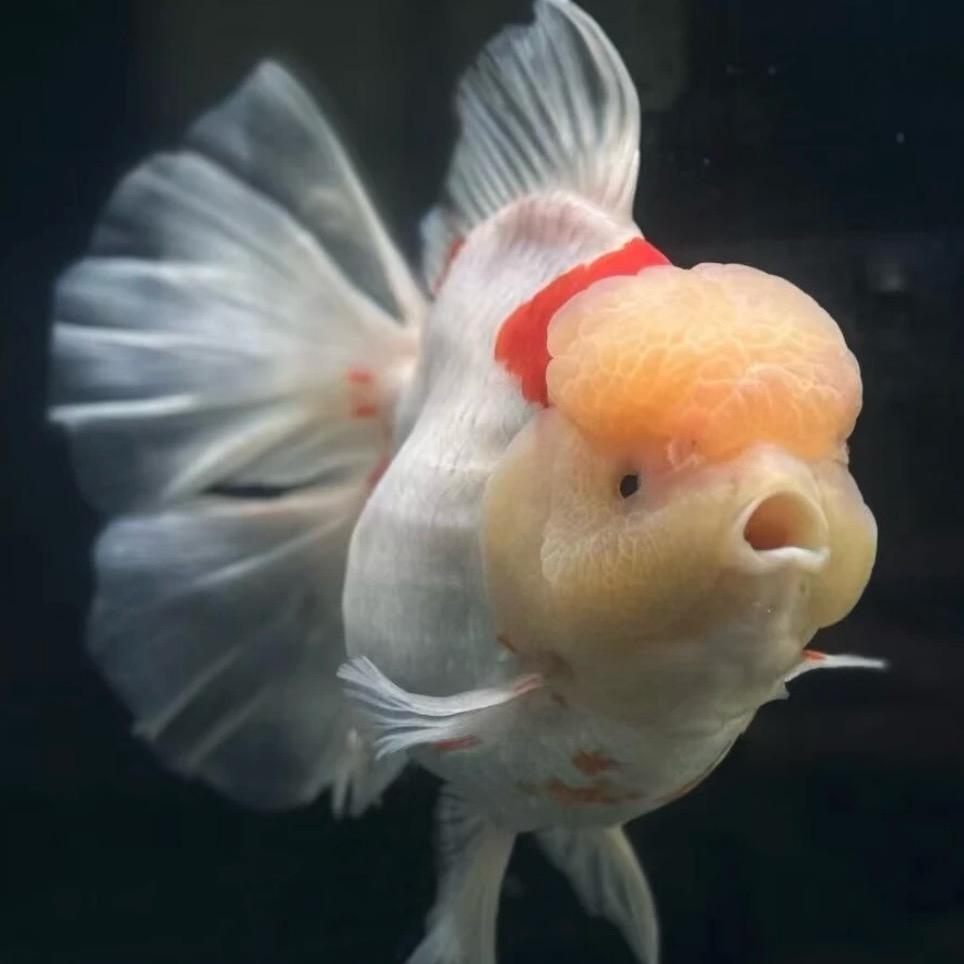 新绛鱼源观赏鱼养殖基地