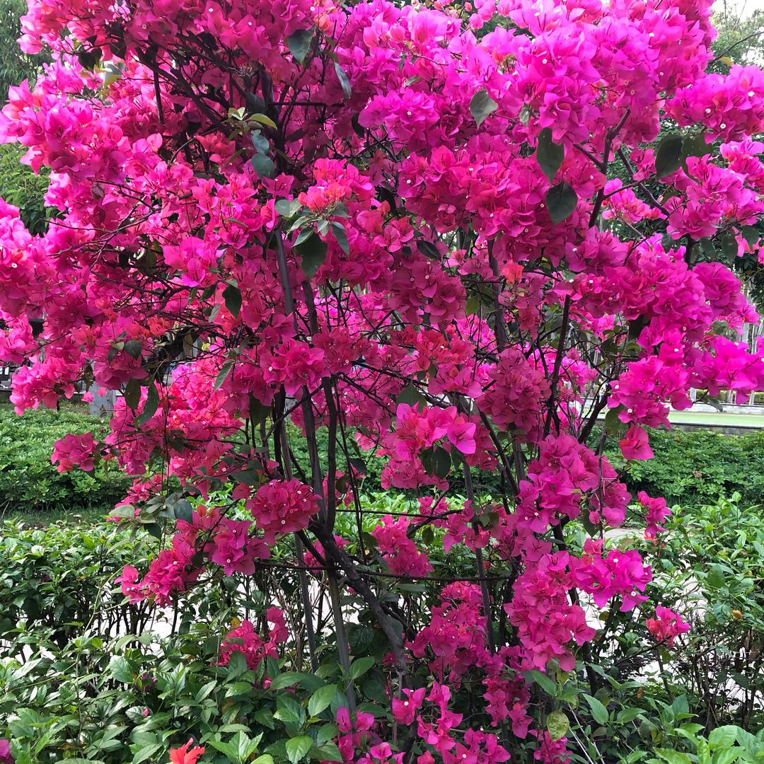 春暖花开