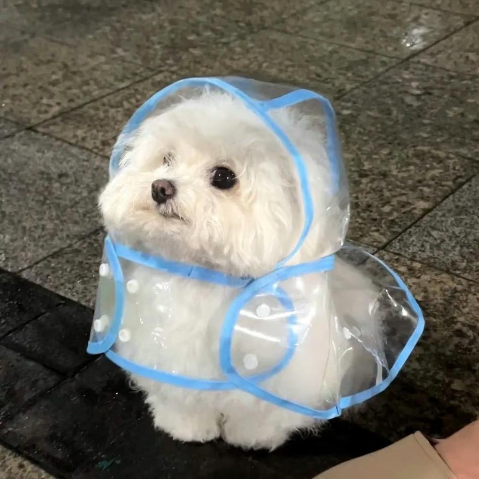 梦境大师（不是大师）