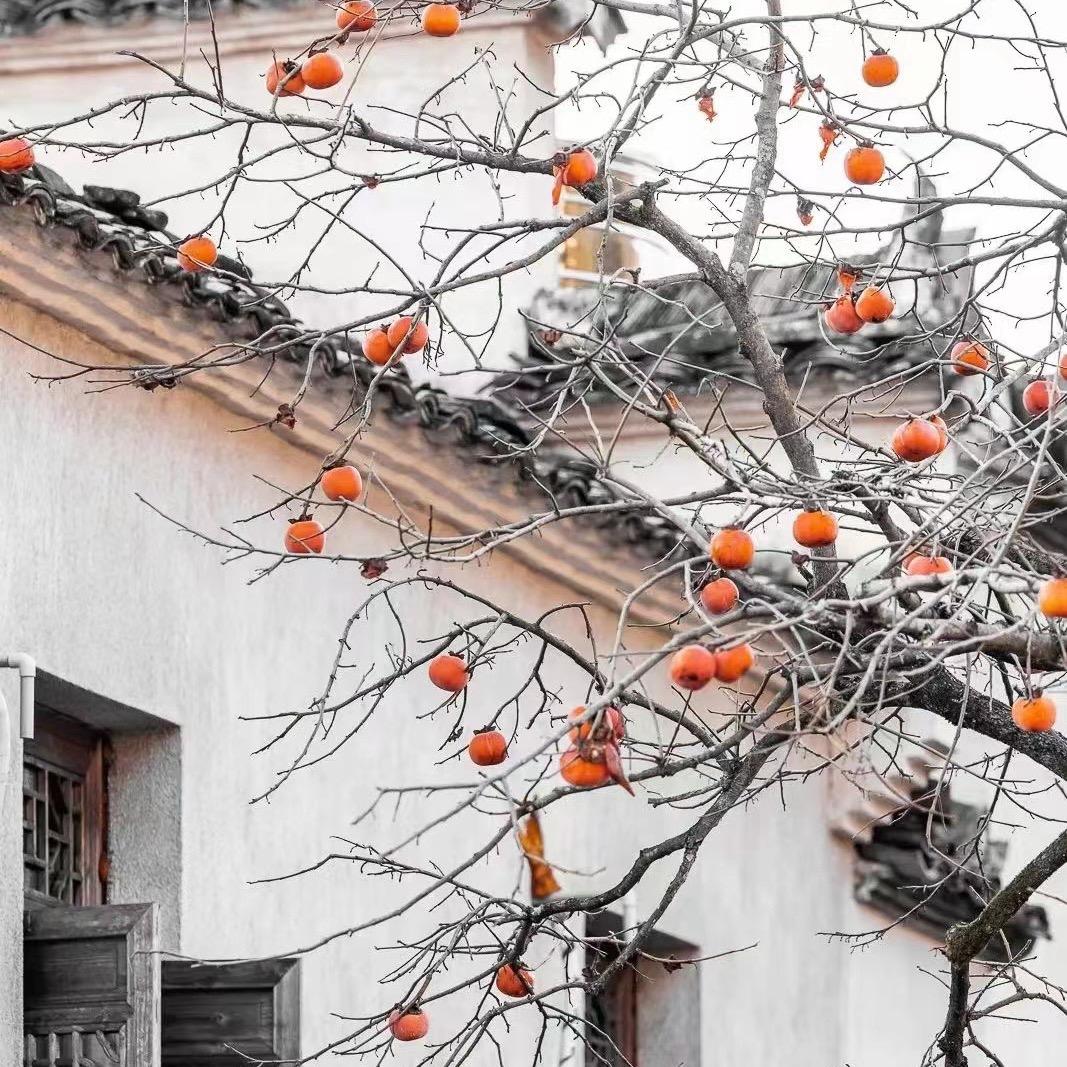 杨总（菜市场招商）