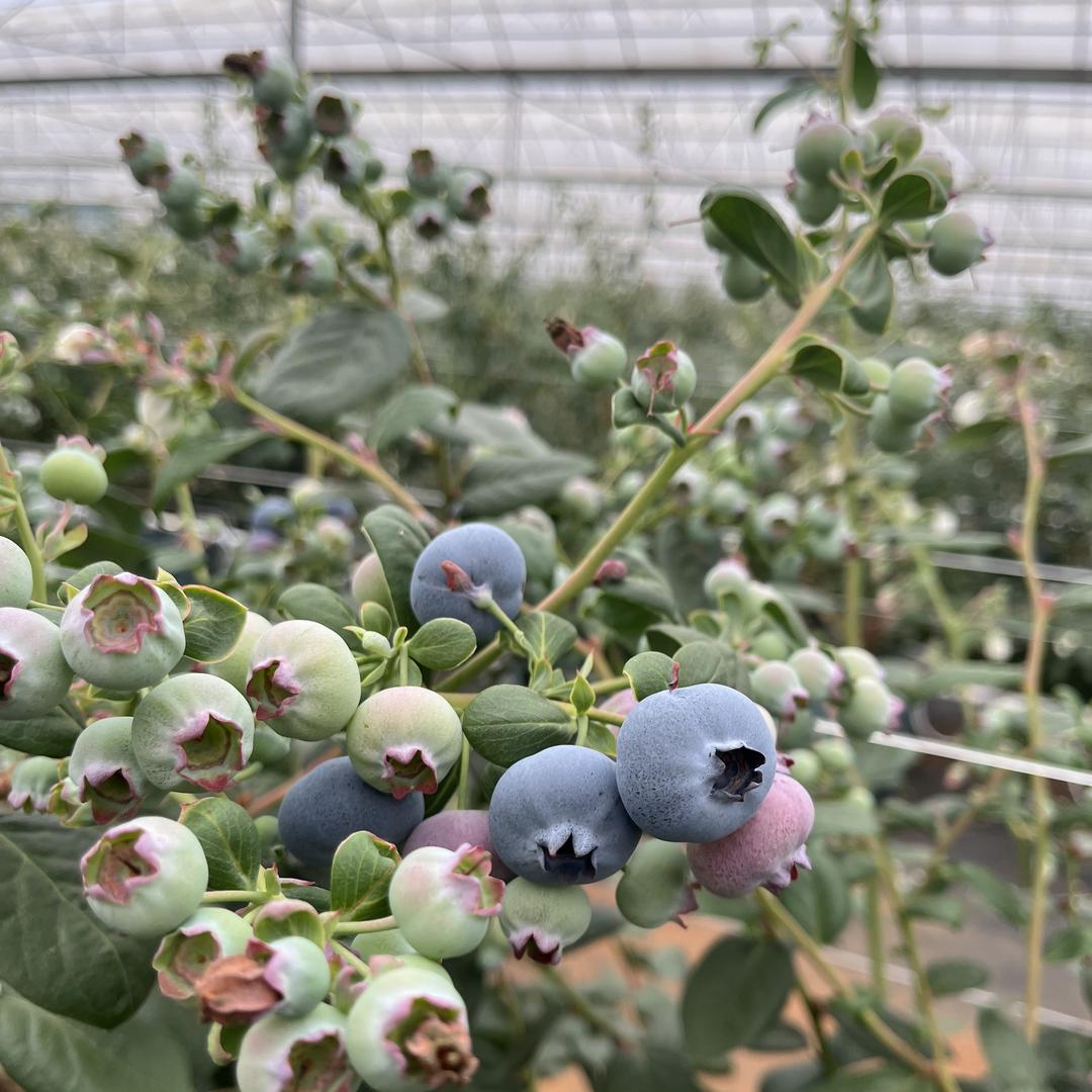 果米生鲜（云南澄江花香蓝莓季）