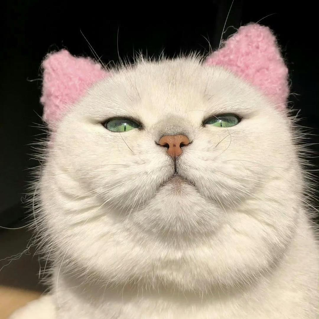 闪闪发光的🐑
