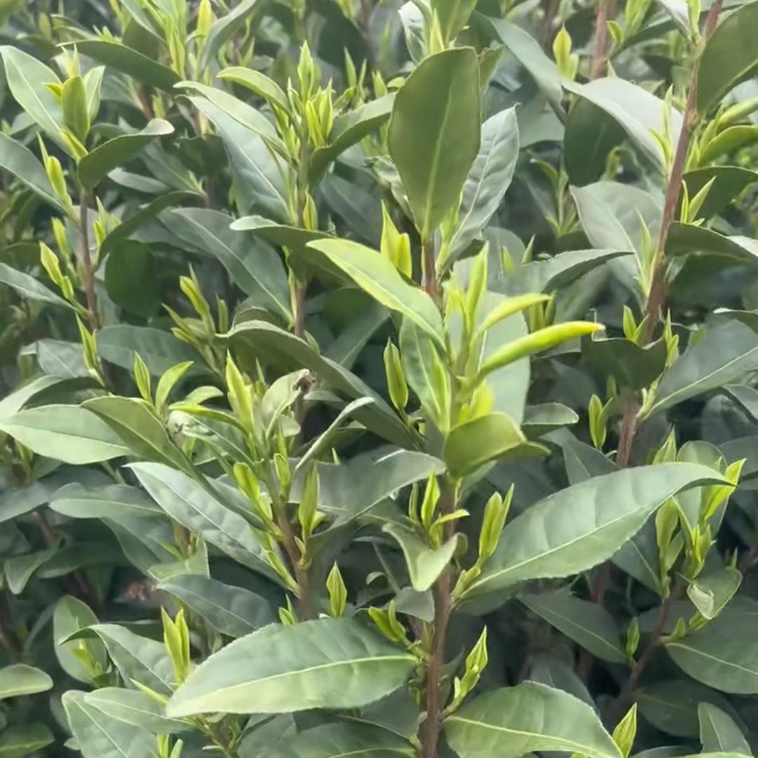 节点农业（赣乡会）