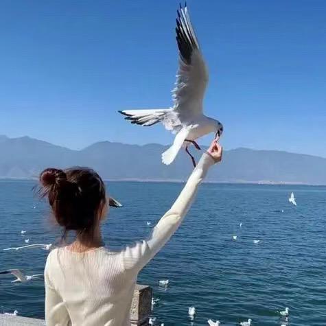 野萌