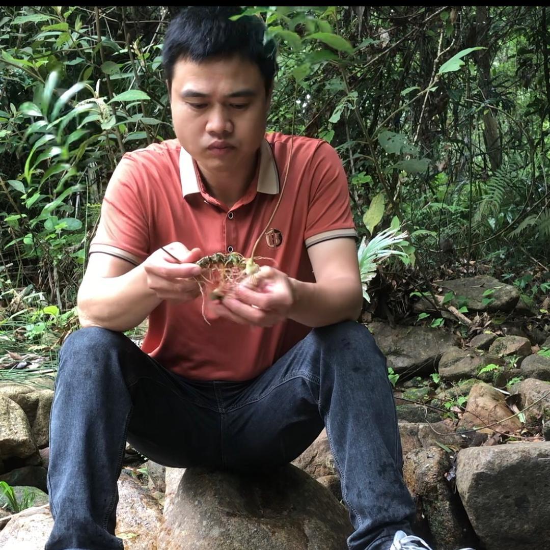 盘古黄精廖俊凯