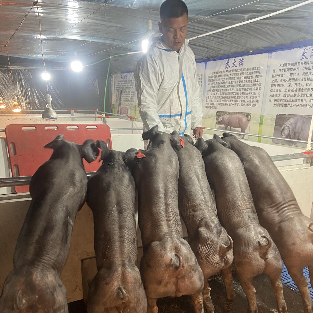 泓谊种猪种猪场