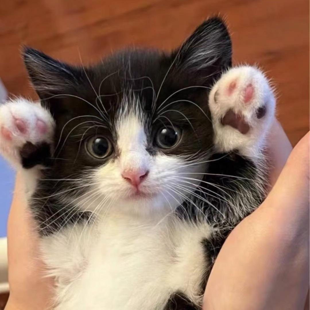 毛爪爪宠物钻研所