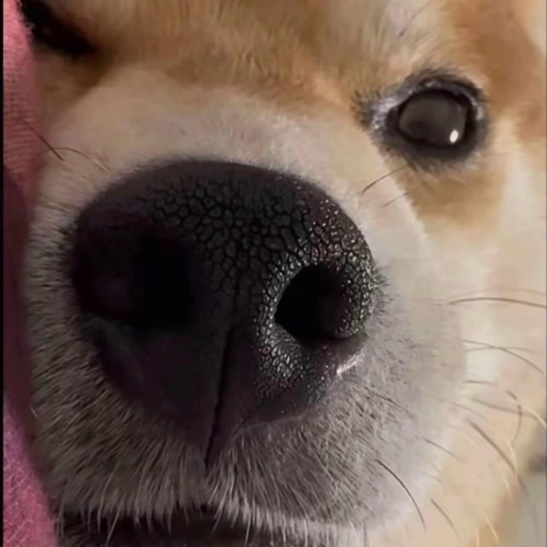 战战的花花