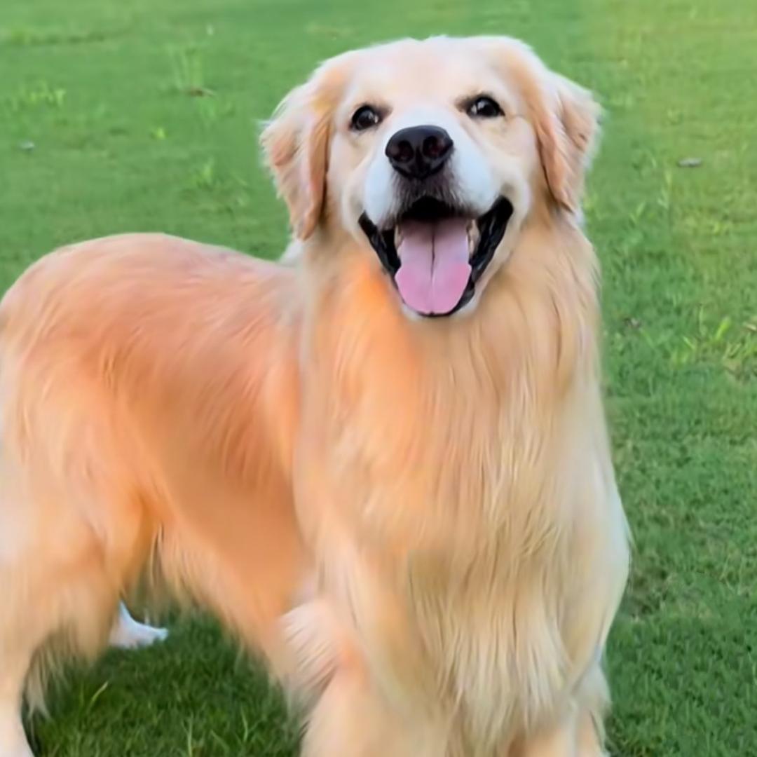 养宠指南-夏老师