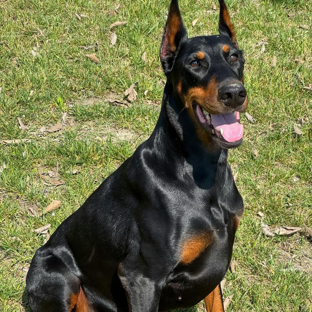 赫赫家德系杜宾