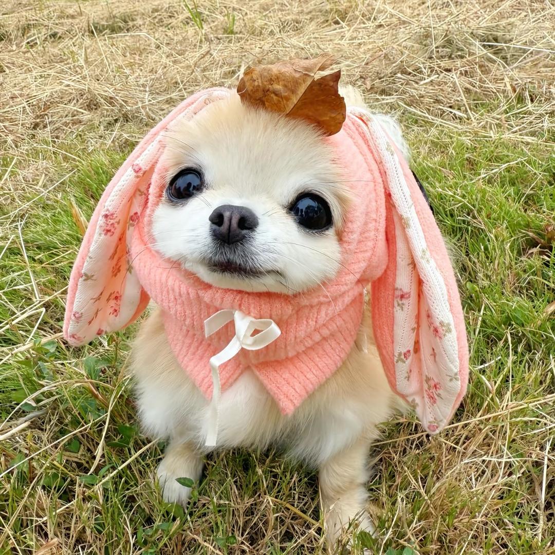 吉娃娃