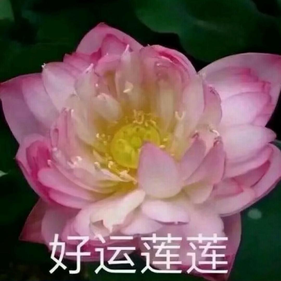 我妈说这种头像好看