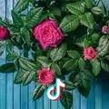 阿芬