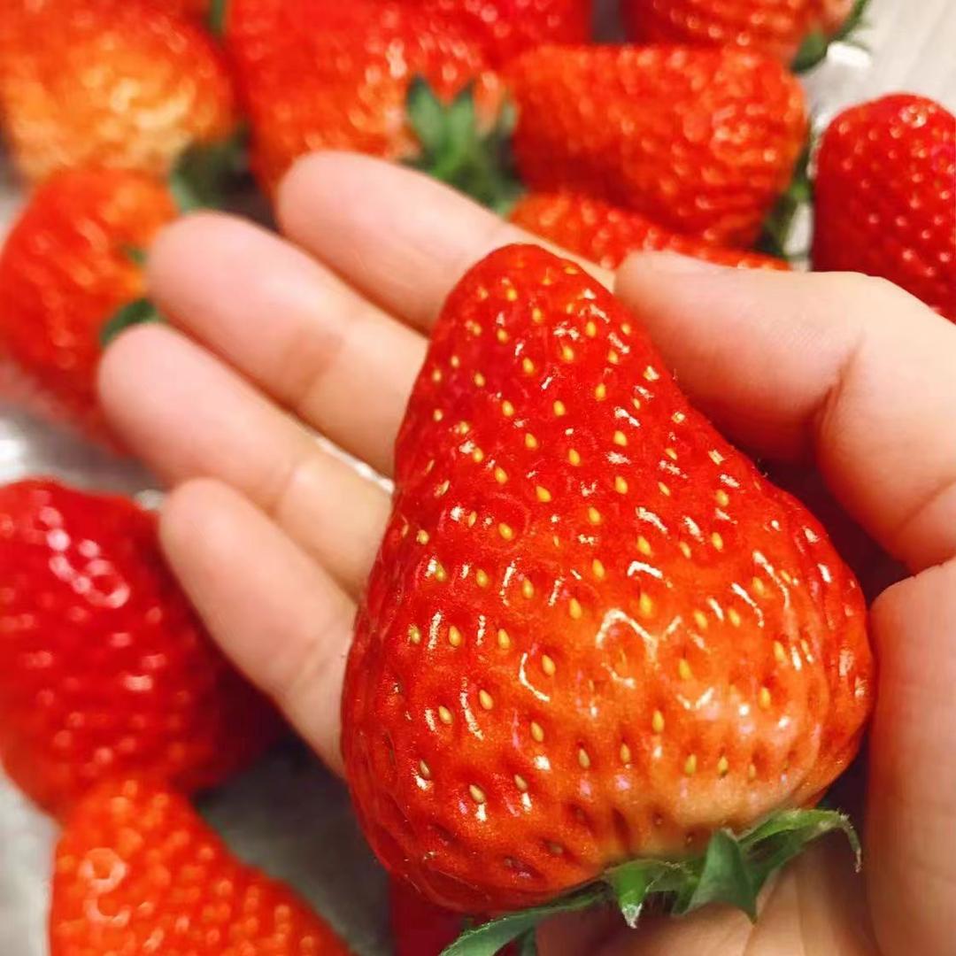 鹏宇丹东草莓