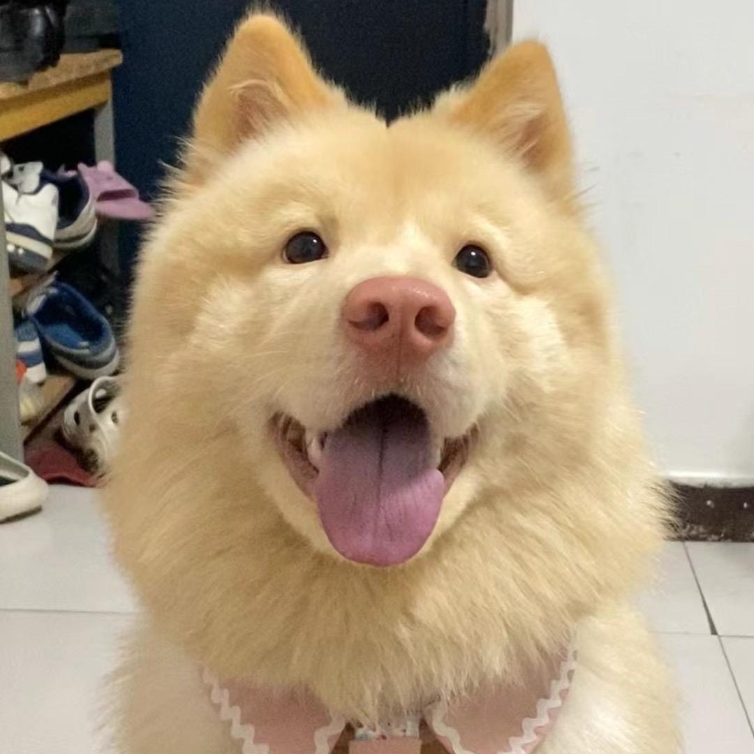 大耿田园犬舍