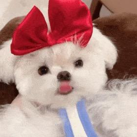 生死相依的小雪儿头像