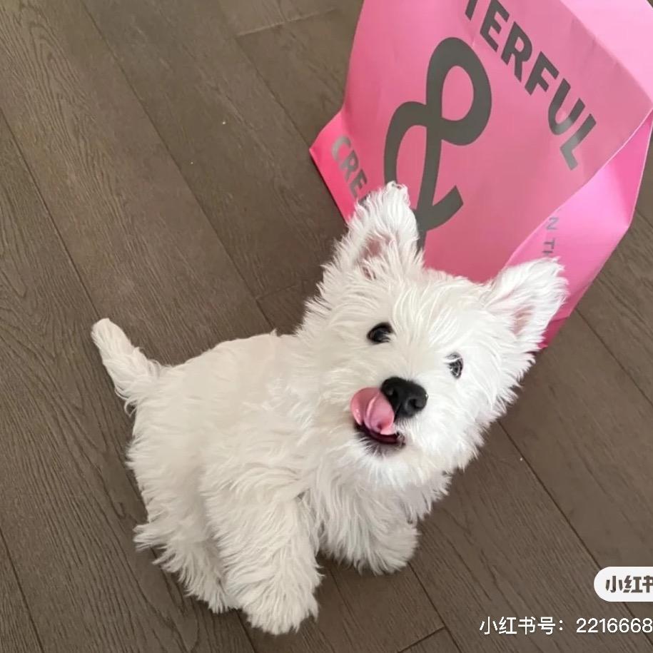 小乖_