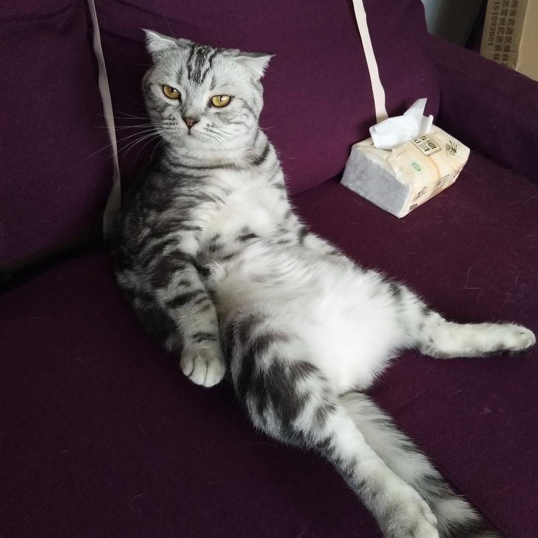 奥斯卡和糖糖姐@抖音