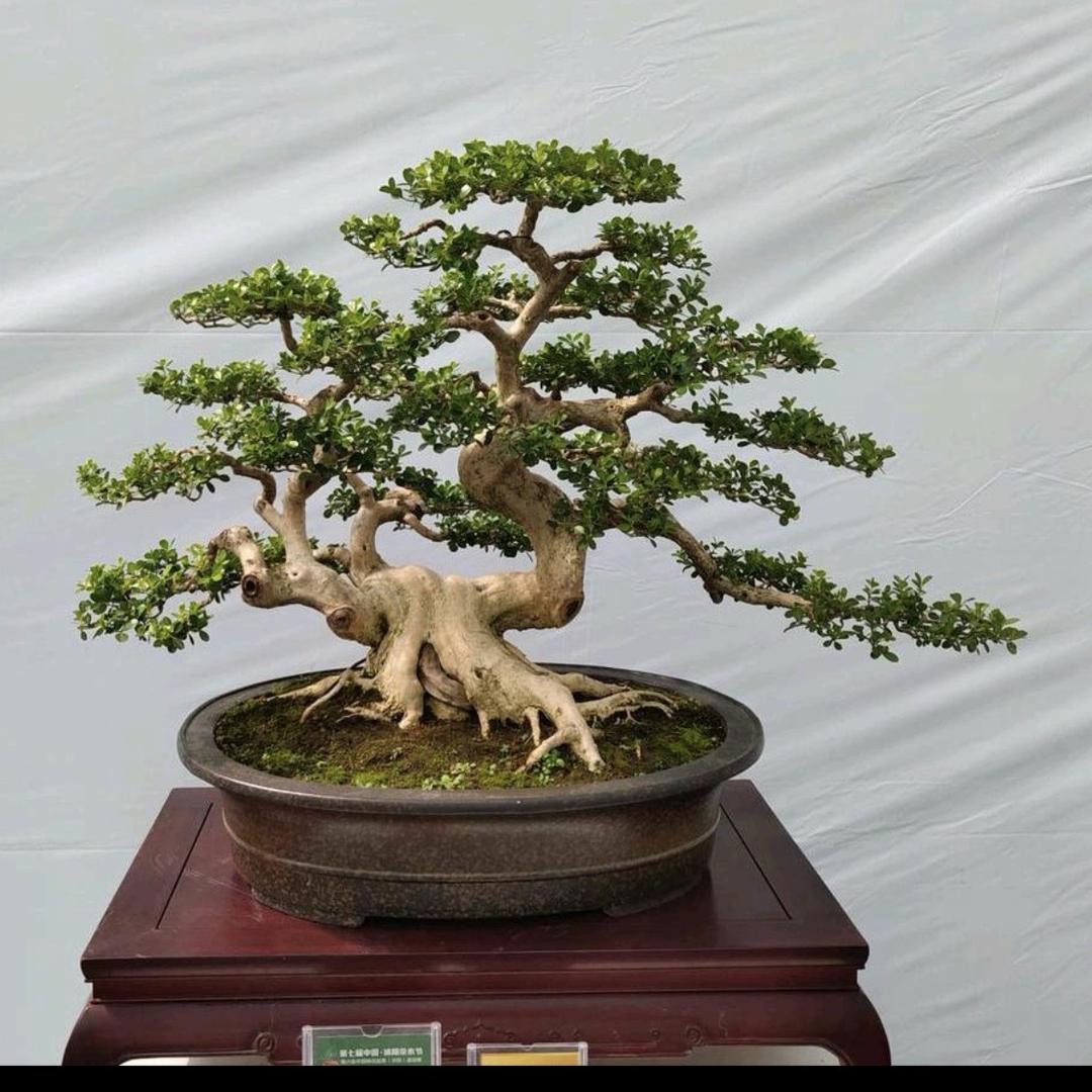 叶秋盆景2号店铺