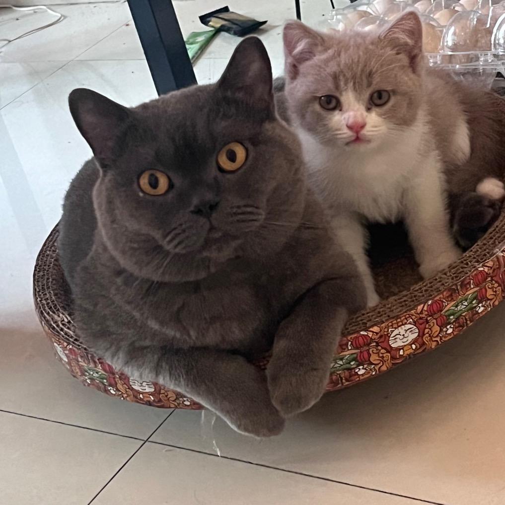 团子蛋卷一口吞