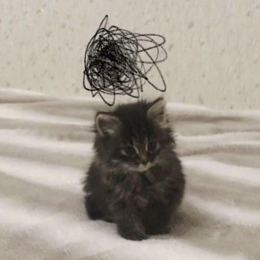 倦羊