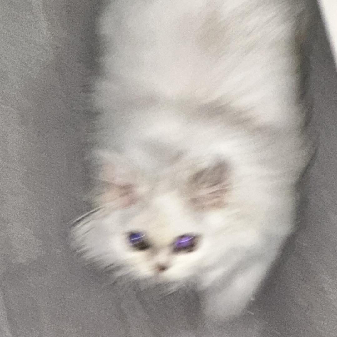 biubiu是我的猫