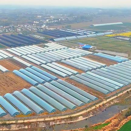 中药材种植张老师