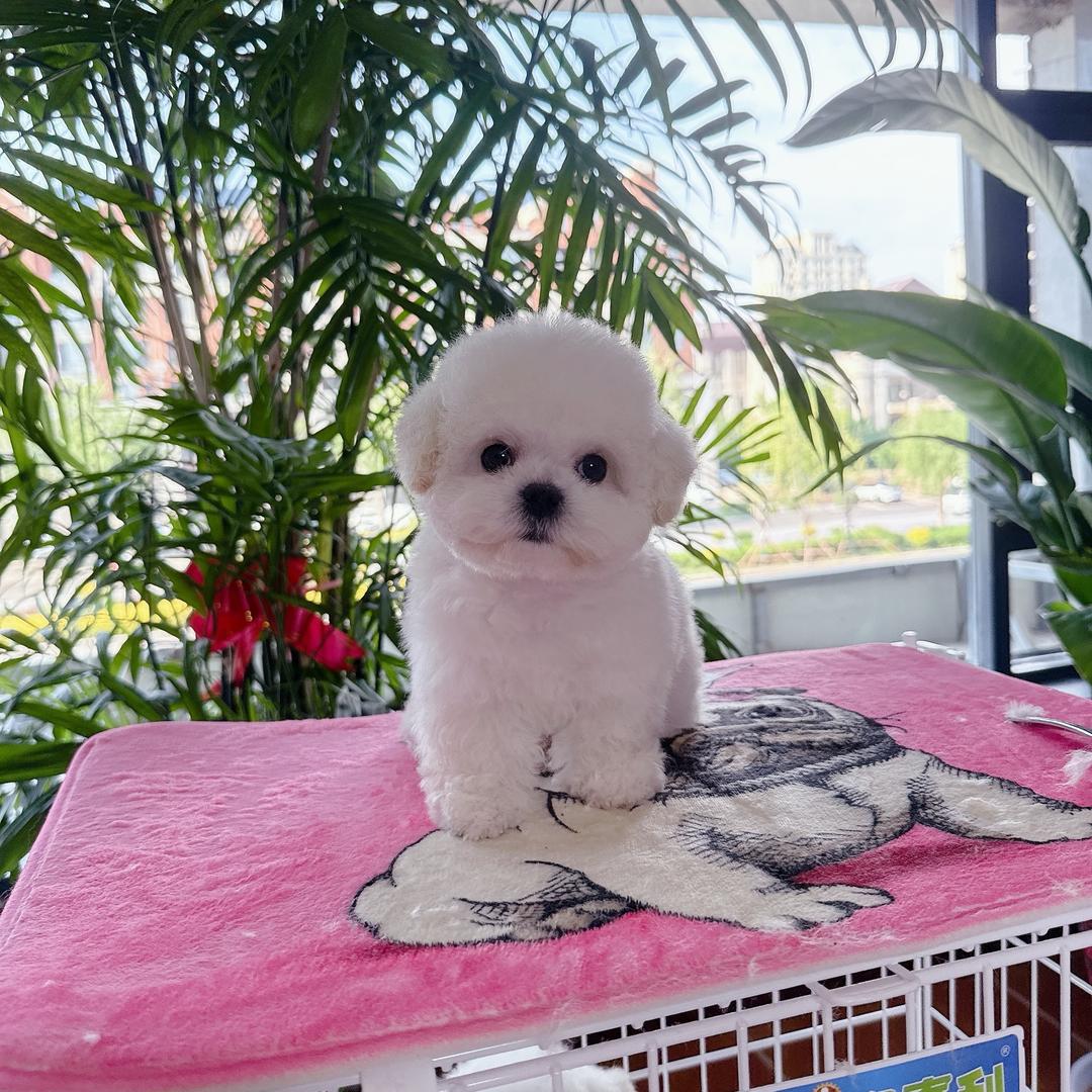 狗富帅家的比熊