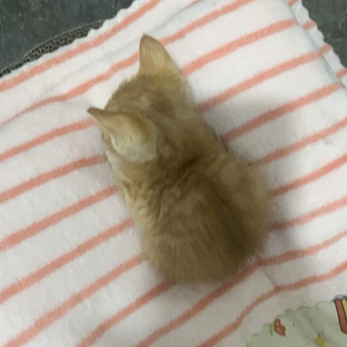 晨曦未来