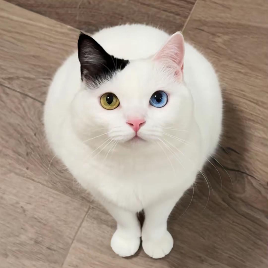 en 哼
