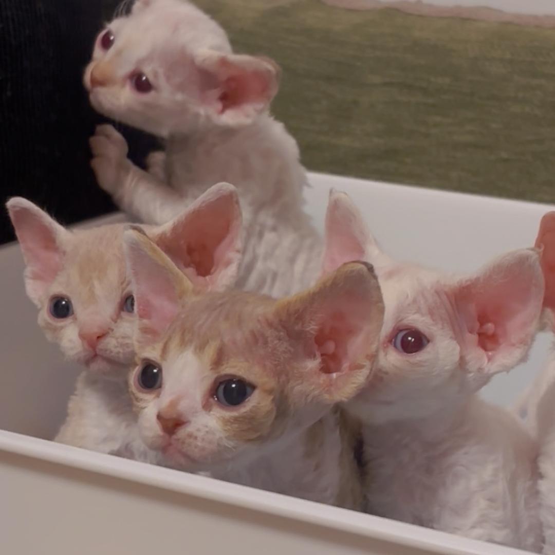 铁耳局德文猫舍