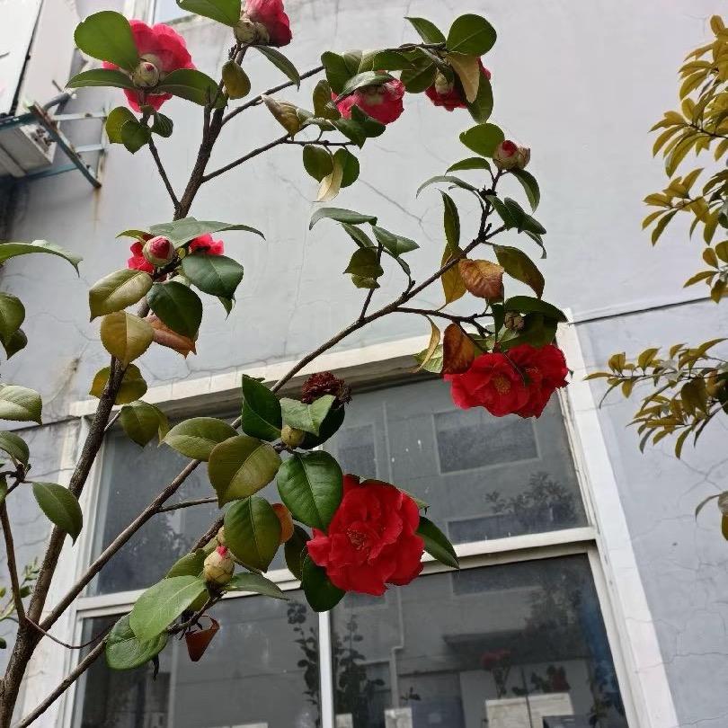 吃草的兔子