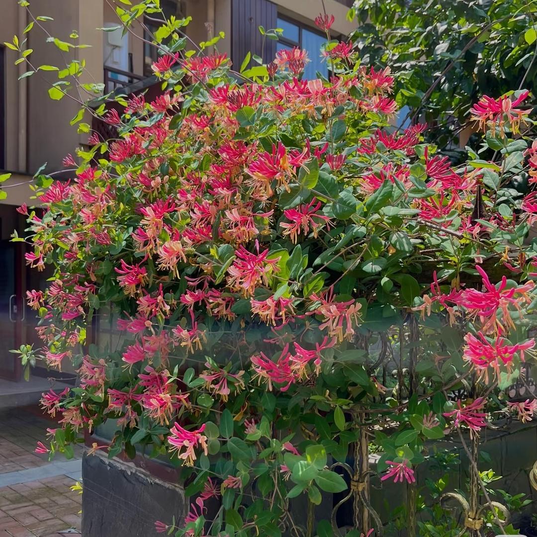 润桐果树苗木专营店