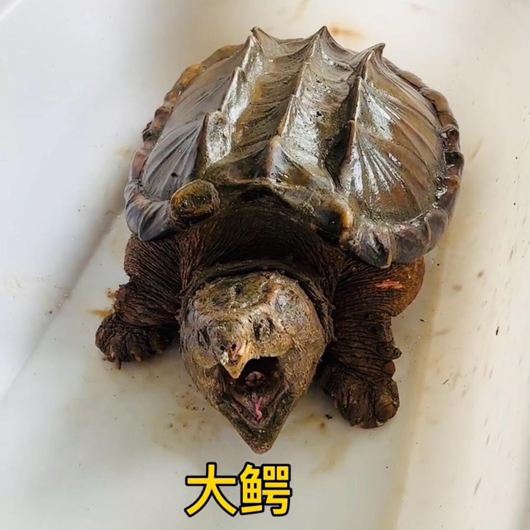 老表水产养殖