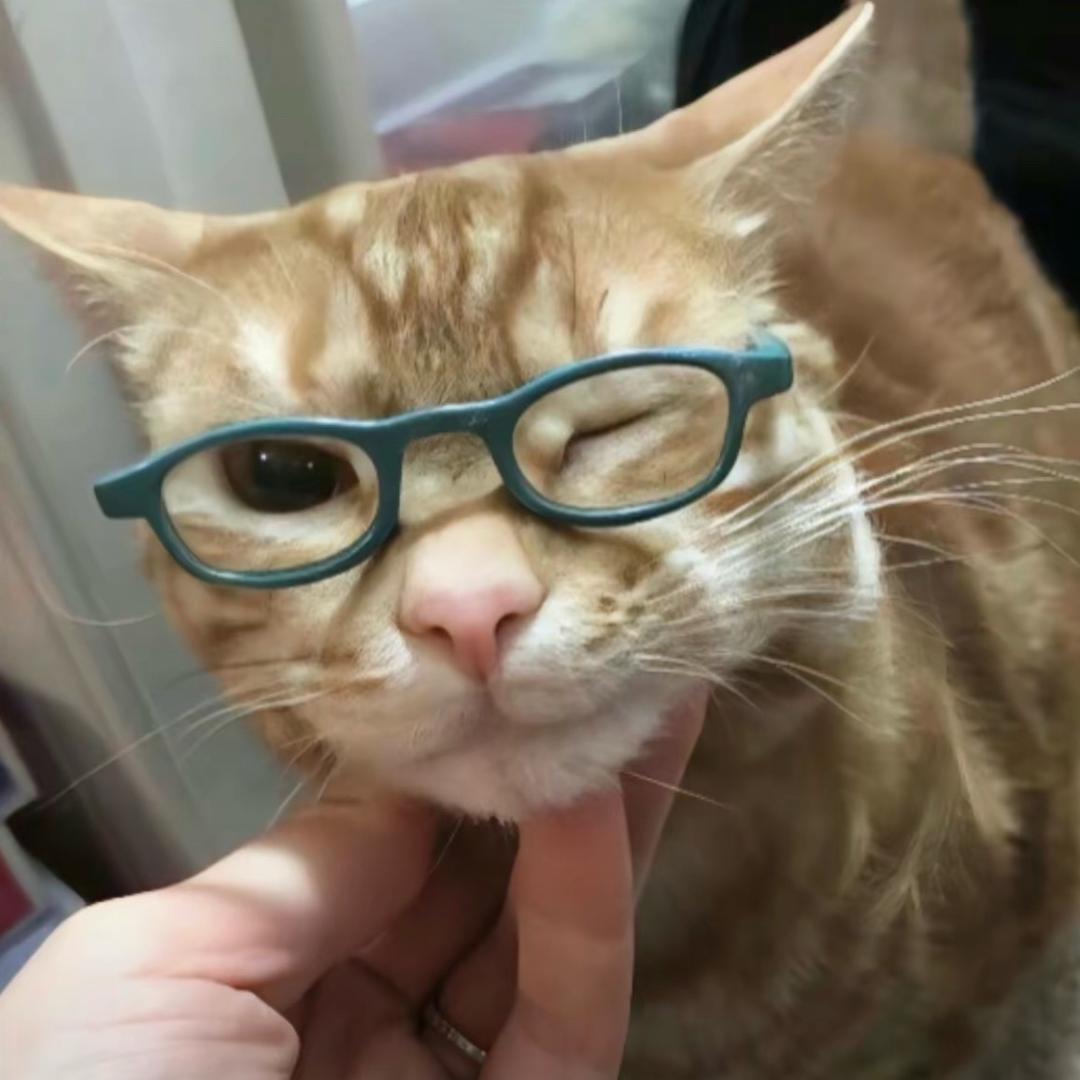 小猫喵喵小狗汪汪