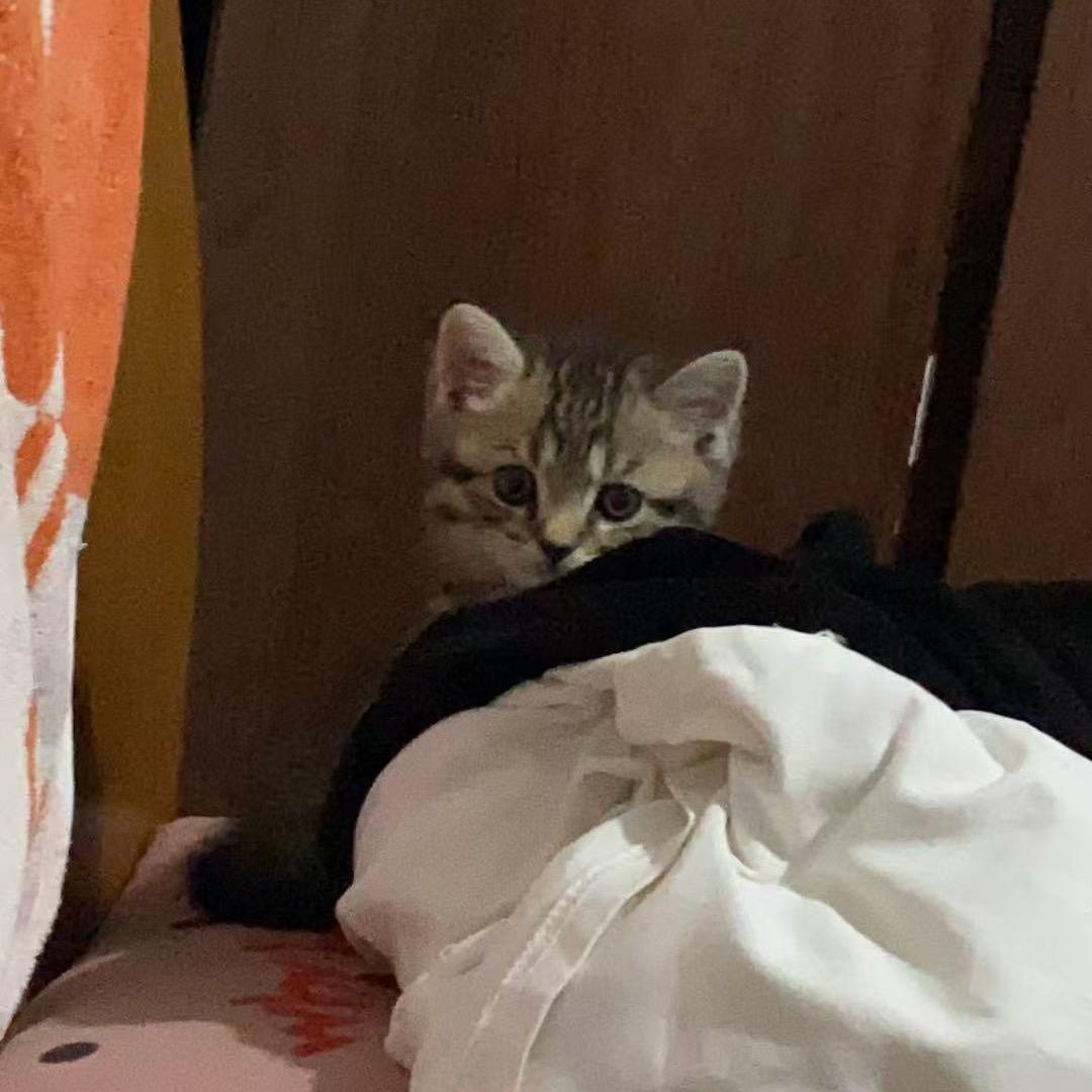 l、