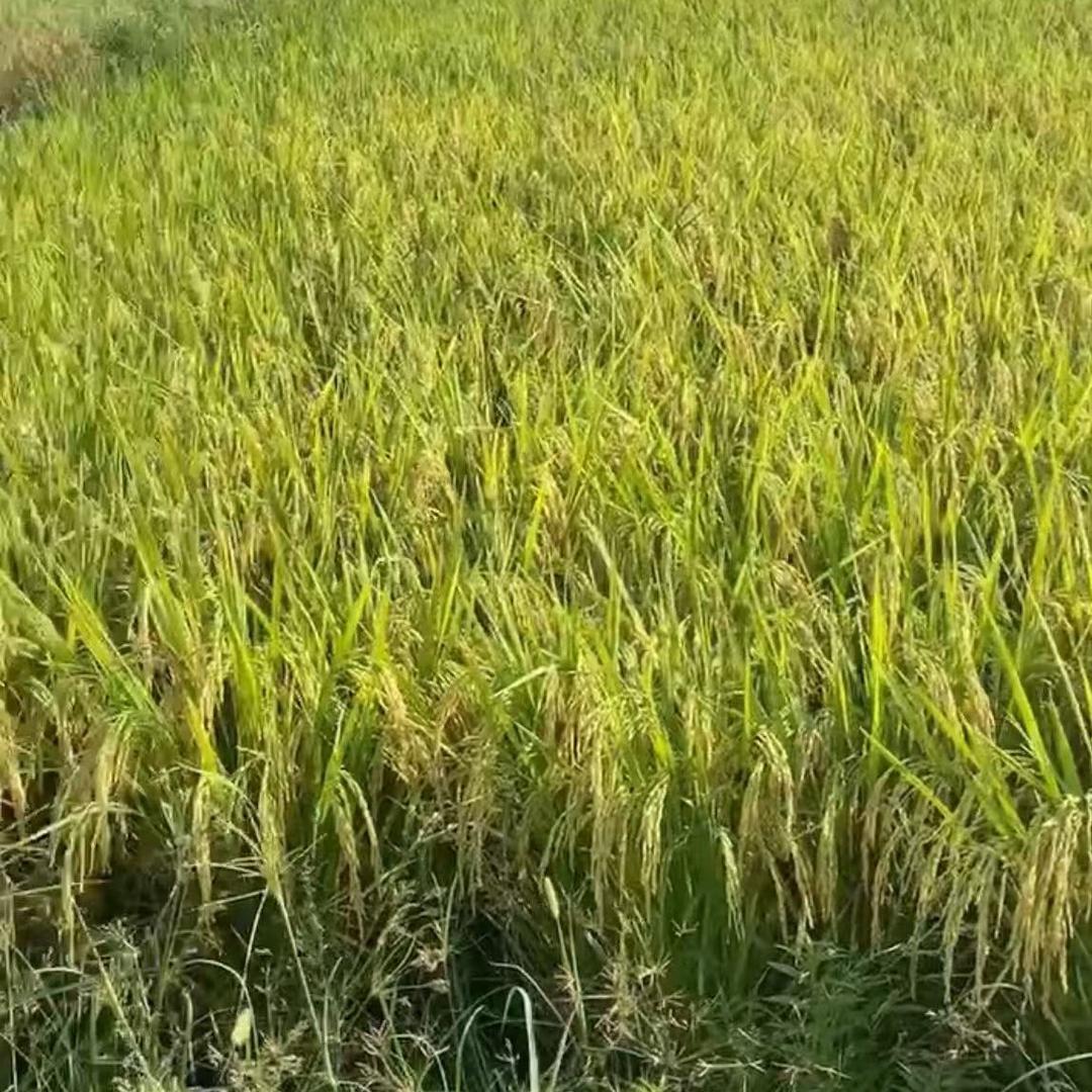 南雄市盛佳生态农业专业合作社