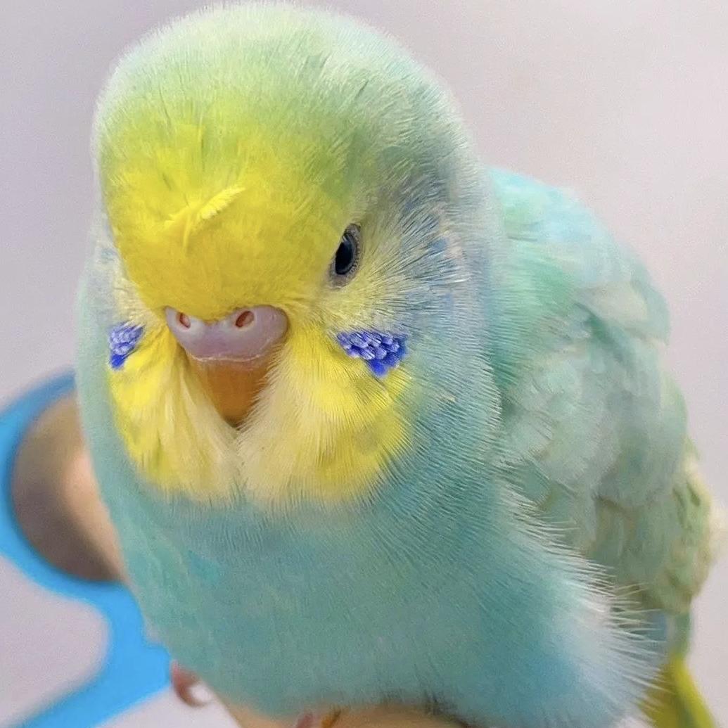 🦜鹦鹉养殖@欣专百货