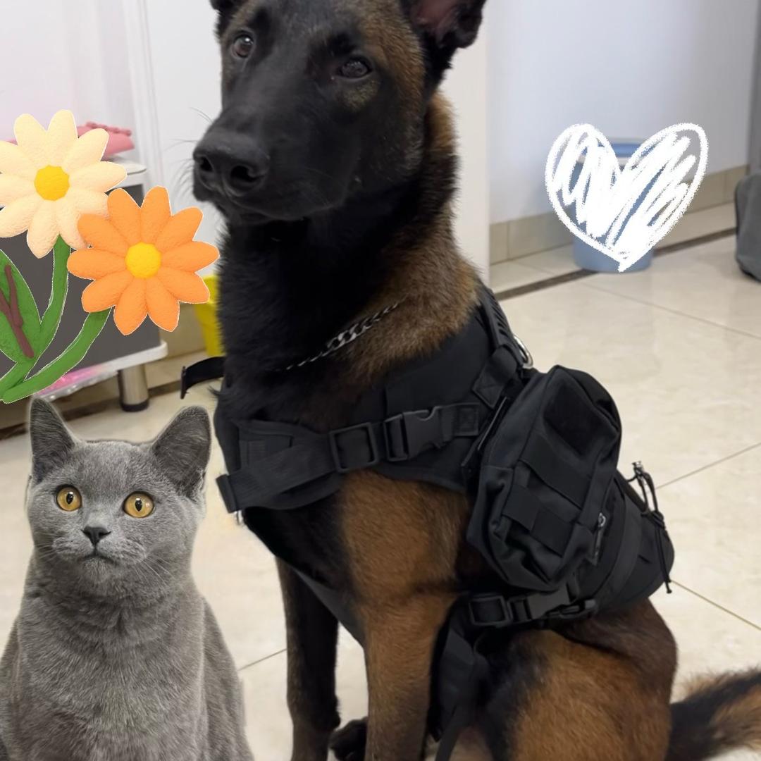 倩倩的猫狗日记