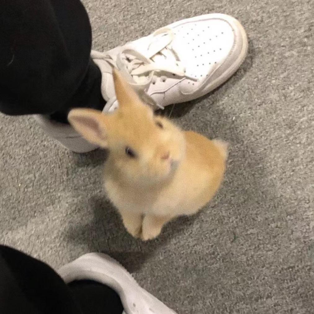 兔子软糖糖