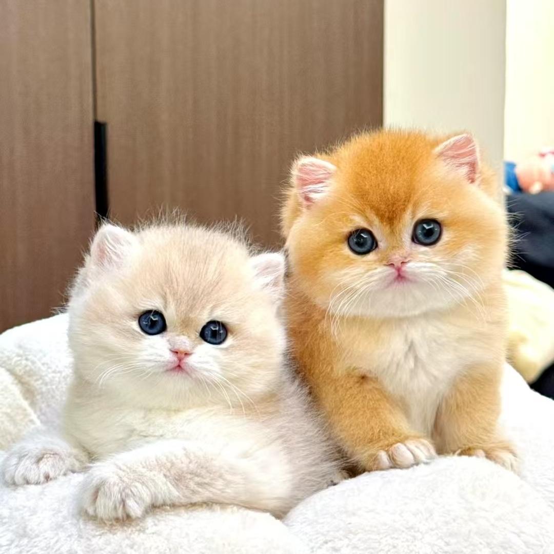 泡泡猫舍-菜菜